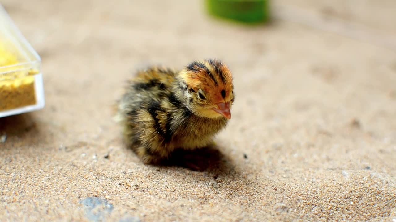 little baby chick