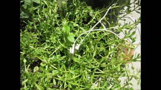 Herb of Grace Brahmi Bacopa monnieri Sept 2021