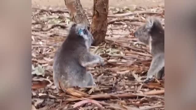 Real Wildlife Fight Filmed