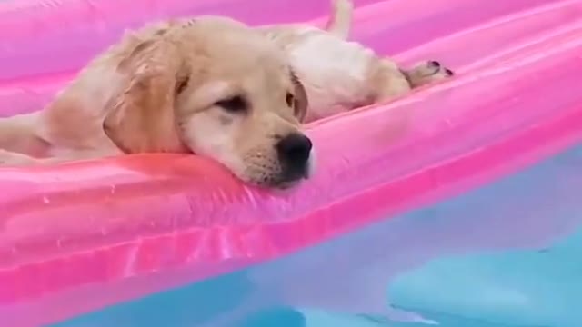 Cute puppy video