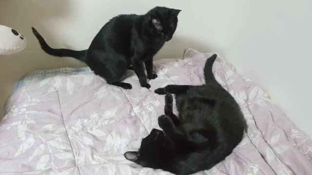 Two cute black cats play together