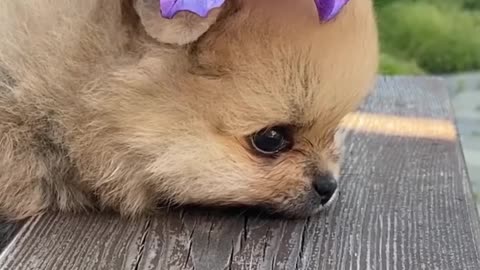 Cute dog crying