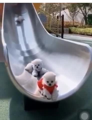 would you like to have the same dogs?