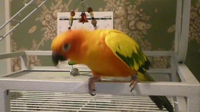 Sun Conure Dancing to Indian Song