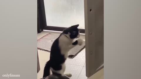 funny cat videos memes