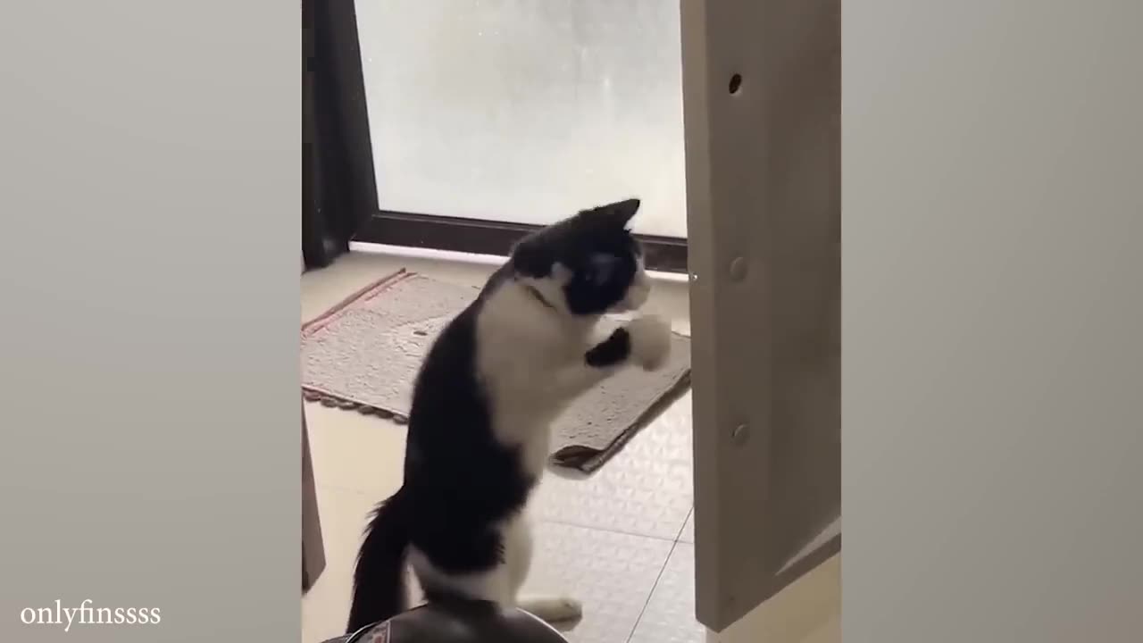 funny cat videos memes