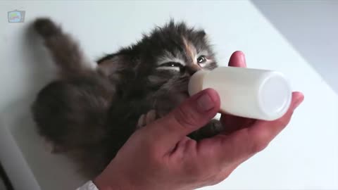 cats shout funny eating fiter milk cats baby drinking milk