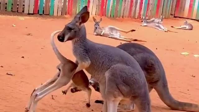 Kangaroo joeys dont get grounded, they get…degrounded😂😂😂