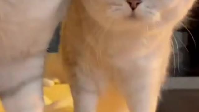 Cat meme & kitten [tik tok video (2021)]💘 - funny meow baby cute compilation [cat-cash home] #short