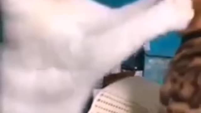 funny cute video of two cats