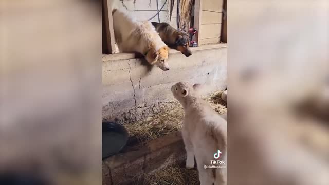 Weekly Funny Cats 😹 And Dogs 🐶 Videos - Try Not To Laugh