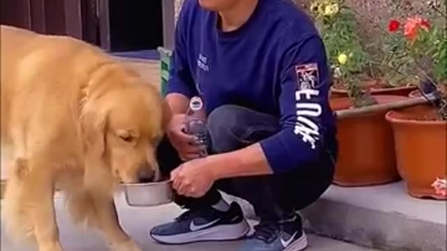 Doggy Ka Pyar