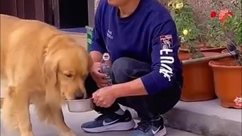 Doggy Ka Pyar