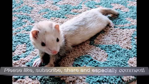 Baby ferrets in the pet store