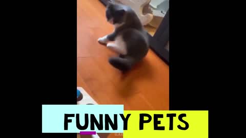 Funny Pets pt. 4