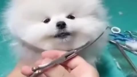 Cute puppy hear cutting