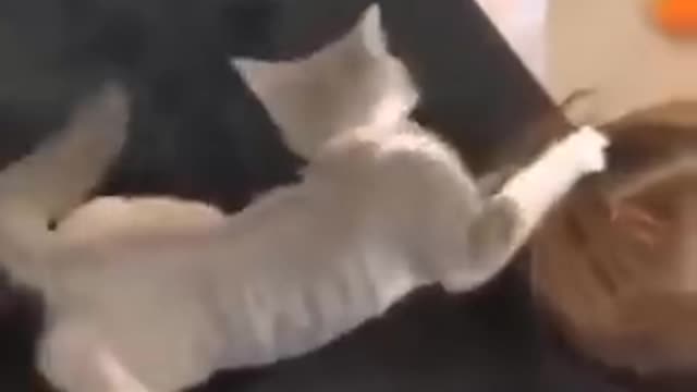 Funniest _cat _ video 🤣😀