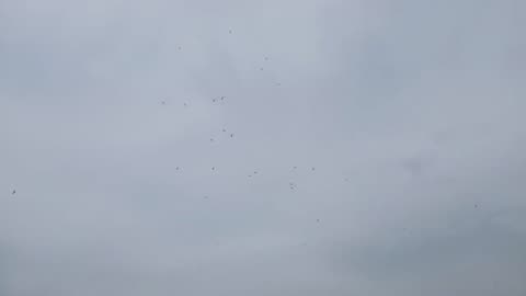 Amazing Eagles