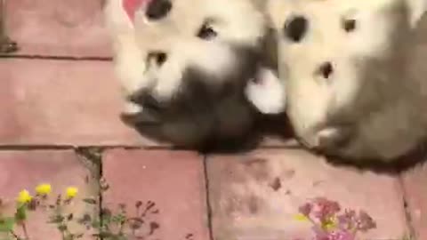 Funny dog and Cute puppies