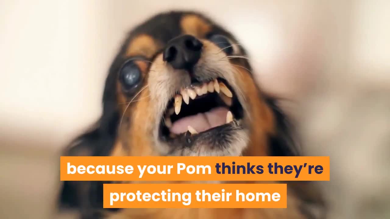 How to Train YOUR Pomeranian Puppy Not to Bark