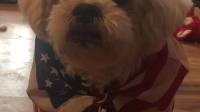 Patriot Loulou aka Louis News 📰 news on freak Bill Gates and more 🇺🇸🇺🇸💙😳