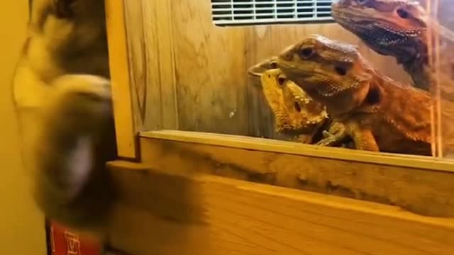 Funny Animals. #funnyanimals#