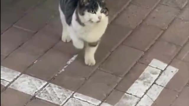 The cat performs a dance, its graceful dance attracts people's attention