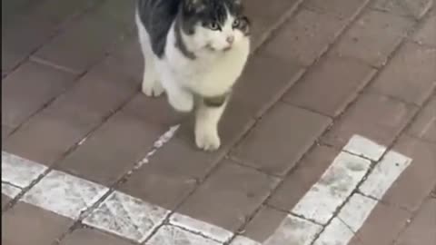 The cat performs a dance, its graceful dance attracts people's attention