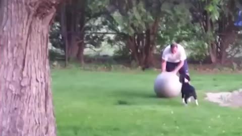 Dog try to hold the ball then what happens 😂😂