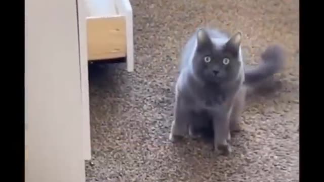 funniest cats !crazy funny cats gone crazy !!!!