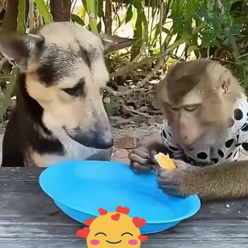 Battle of the cutest monkeys vs dogs