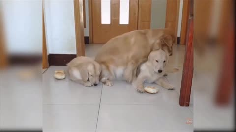 Cute and funny Dogs videos