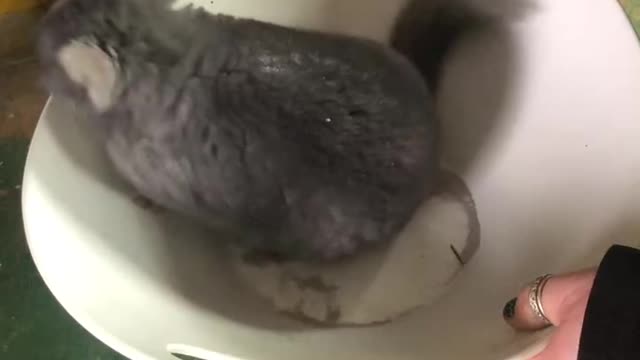 Chinchilla Bath! Never Use Water!