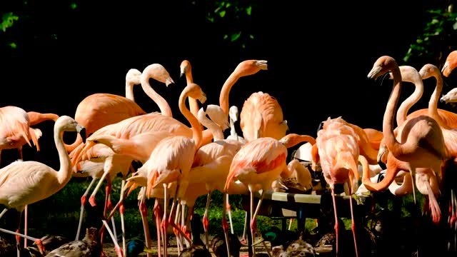 flamingo-birds-water-bird-pink