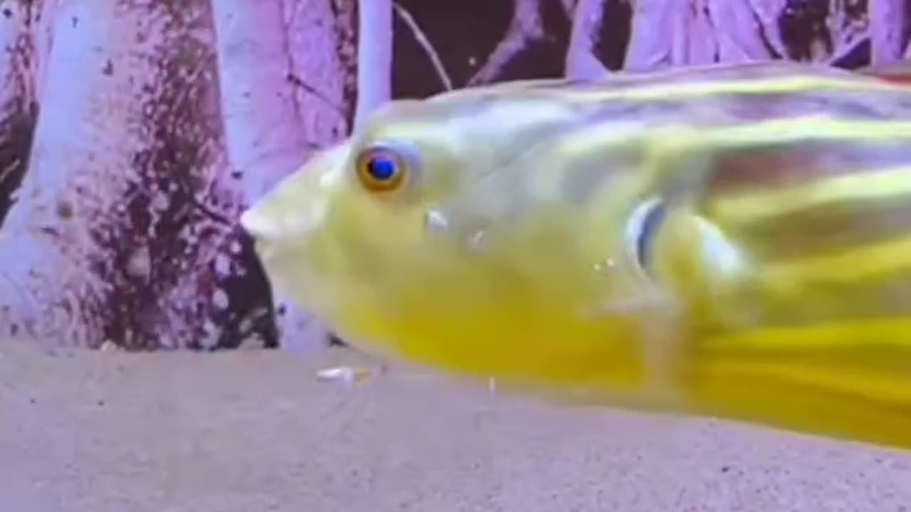 Fish fighting 😭😭😭