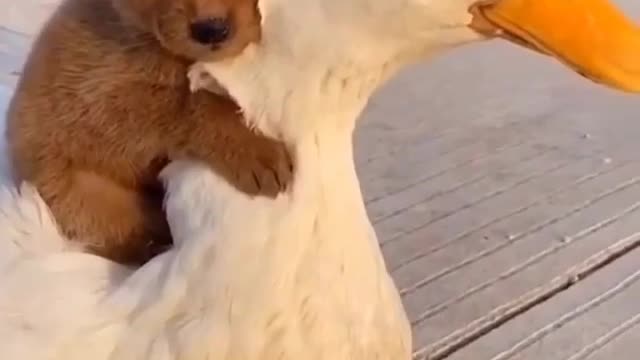 when little puppy meet duck