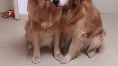 Dog - Super Cute Dog Hugging Each Other