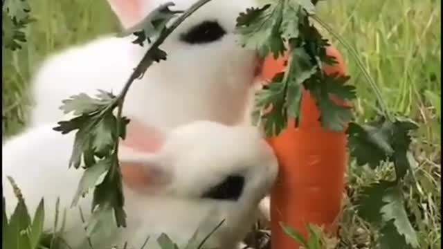 Cutie 💞 rabits eating Carrot