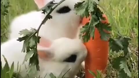 Cutie 💞 rabits eating Carrot