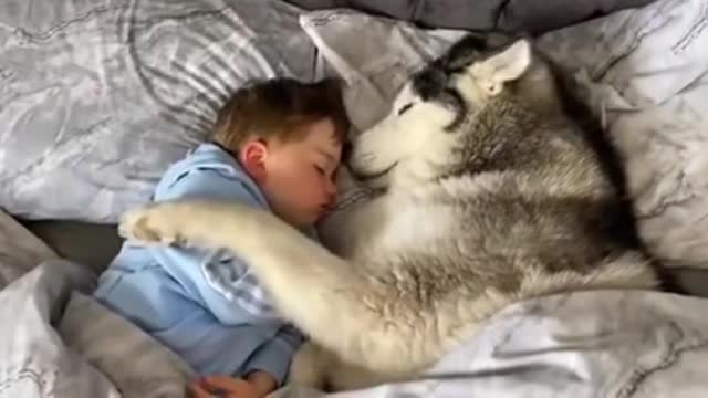 Doggo refuses the owner to get out of bed then proceeds to fall asleep looking after little human