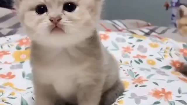 Funny funny 🐱 chat