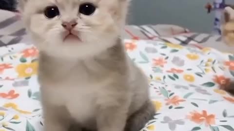 Funny funny 🐱 chat