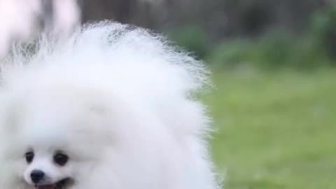 White dog's long hair