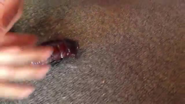 WORLD'S_LARGEST_COCKROACH_found_in_my_lounge-room!_Only_in_Australia!(360p).mp4