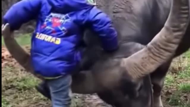 boy to climb on the ox leans on the giant horn to climb