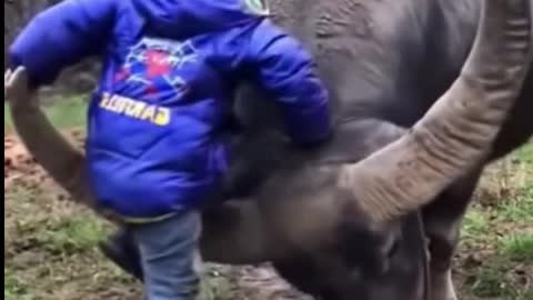 boy to climb on the ox leans on the giant horn to climb