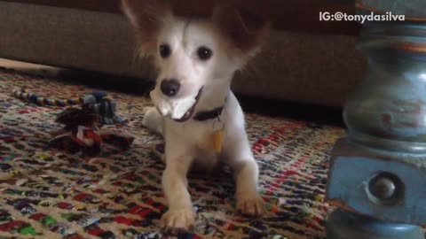 Small brown dog under table crawls out from under table with only front legs with toy in mouth