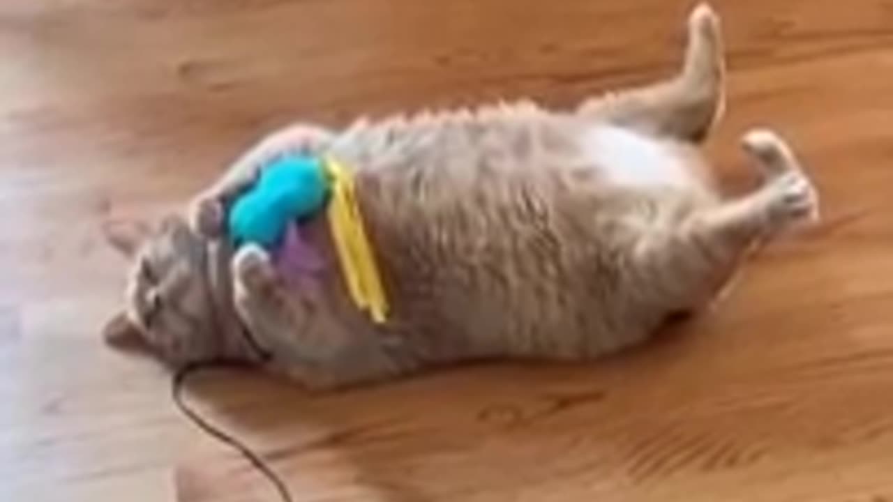 Funny cats!! Try not to laugh!!