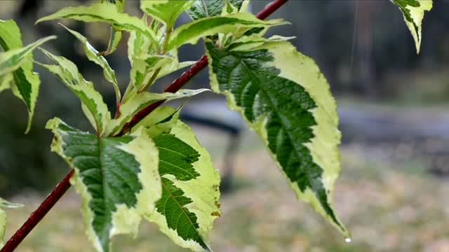 A Leaf Being Rained On