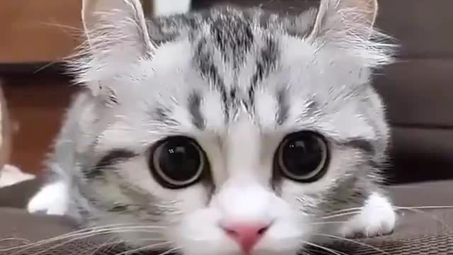 Adorable Cute kitten scene